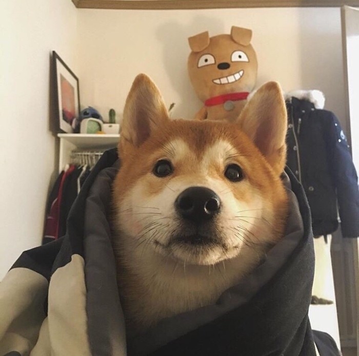可爱的宠物狗狗柴犬治愈系微笑萌化人心男生女生QQ微信头像图片