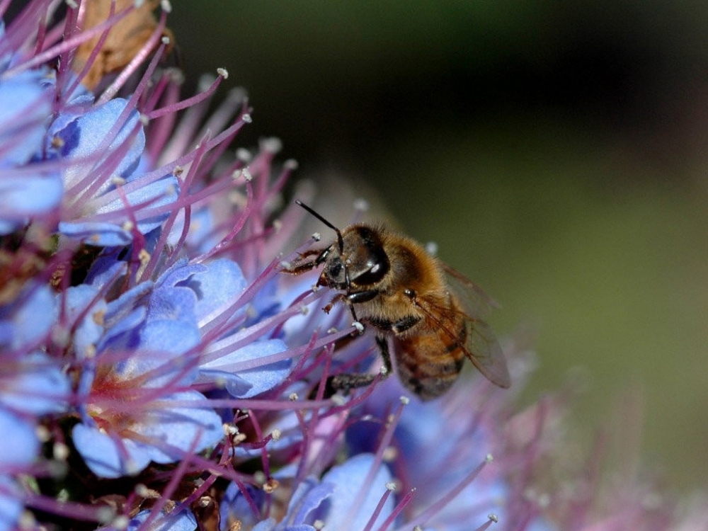 蜜蜂在花朵上采花粉高清特写小动物昆虫电脑桌面壁纸图片