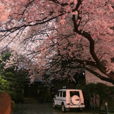 日本国花美丽樱花粉色梦幻唯美图片