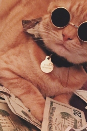 猫咪富二代戴墨镜炫富的搞笑动物微信表情包图片