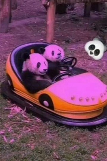 沙雕搞笑图片熊猫开车图片